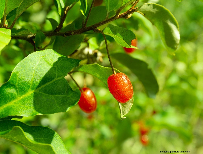 Unusual Berries for Home Gardens: A Complete Guide