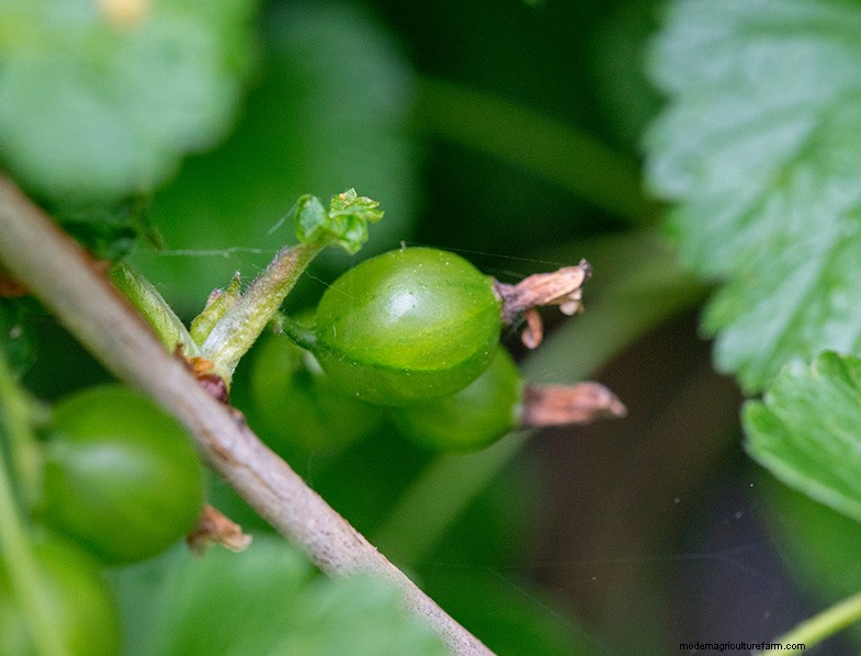 Unusual Berries for Home Gardens: A Complete Guide