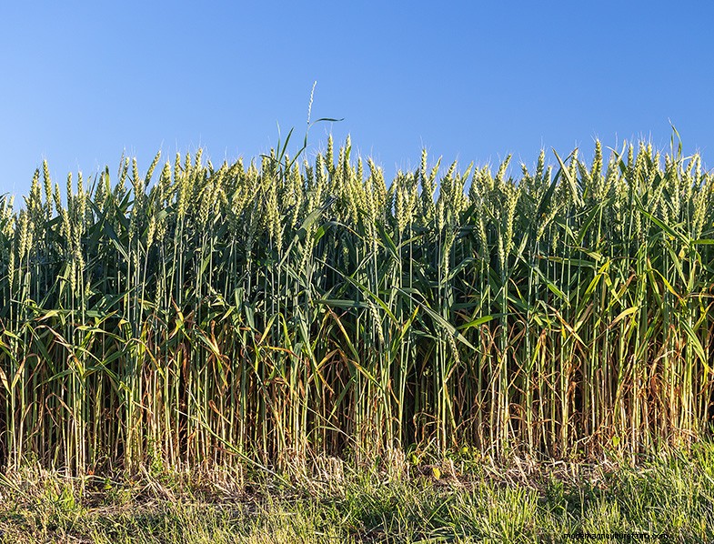 Complete Guide to Growing Wheat: Varieties, Planting & Harvesting
