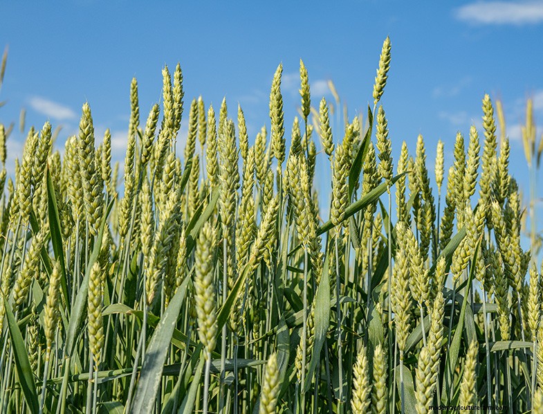 Complete Guide to Growing Wheat: Varieties, Planting & Harvesting