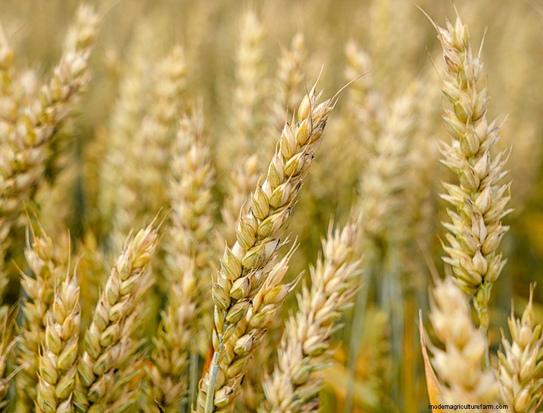 Complete Guide to Growing Wheat: Varieties, Planting & Harvesting