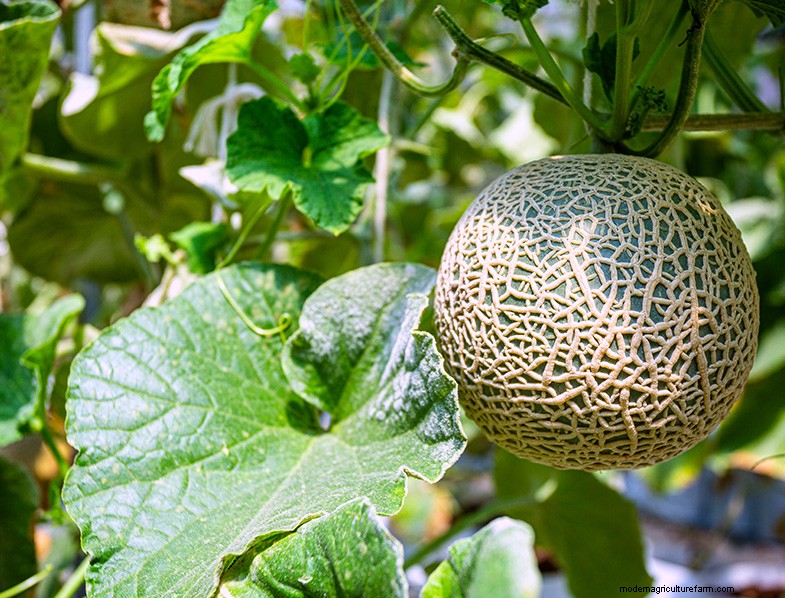 Cantaloupe Growing Guide: Tips, Care & Harvesting