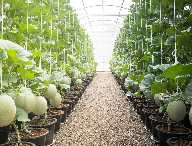 Cantaloupe Growing Guide: Tips, Care & Harvesting