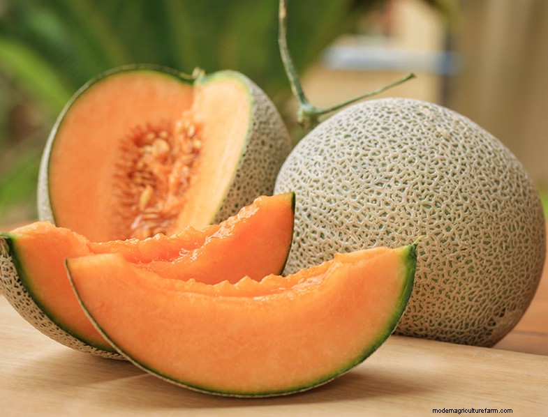 Cantaloupe Growing Guide: Tips, Care & Harvesting