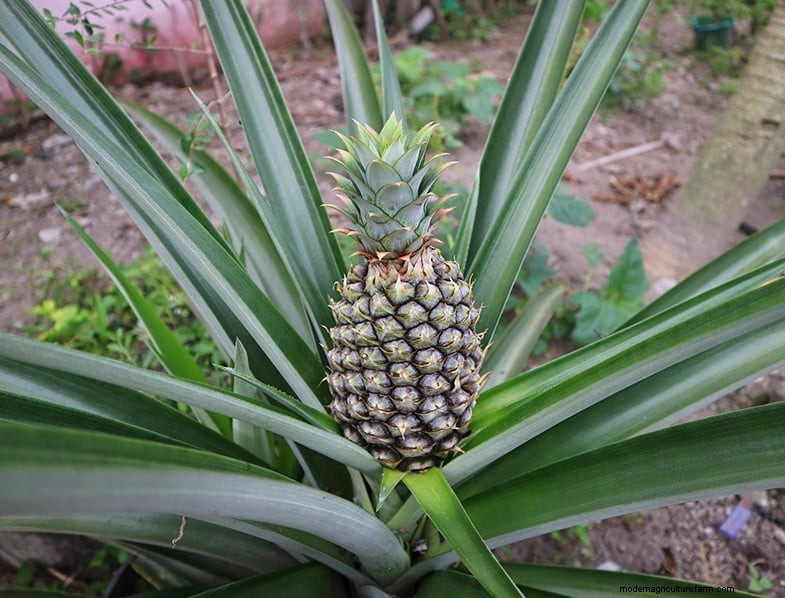 Pineapple Plant Care: A Comprehensive Guide for Thriving Indoor Growth