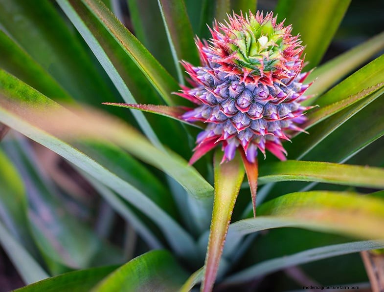 Pineapple Plant Care: A Comprehensive Guide for Thriving Indoor Growth