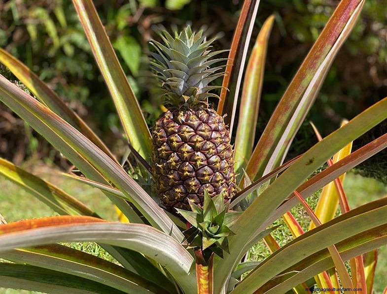 Pineapple Plant Care: A Comprehensive Guide for Thriving Indoor Growth