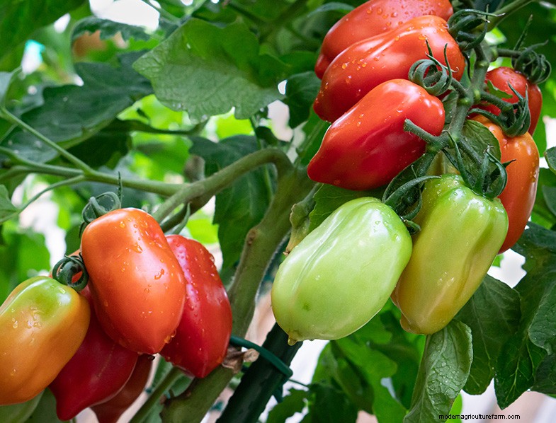 San Marzano Tomatoes: Growing, Care & Culinary Uses