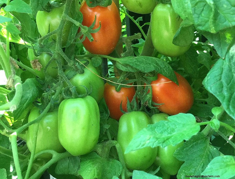 San Marzano Tomatoes: Growing, Care & Culinary Uses