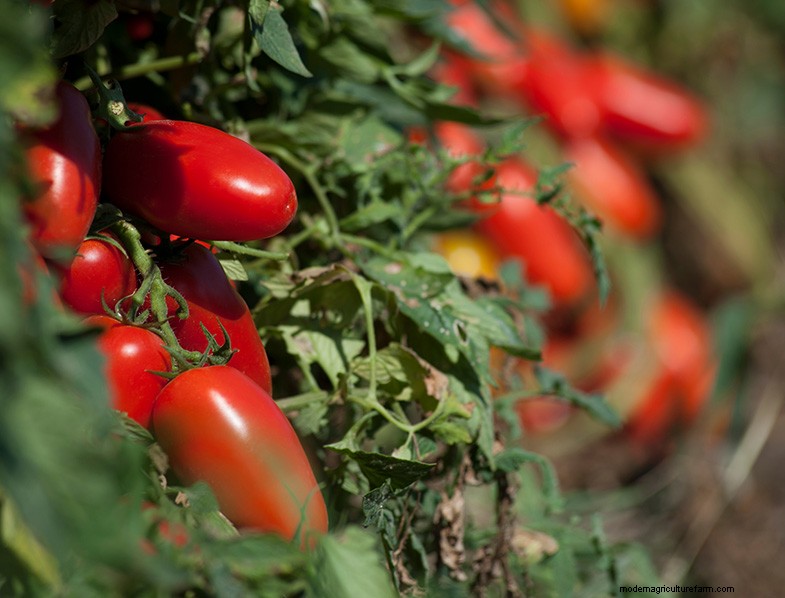 San Marzano Tomatoes: Growing, Care & Culinary Uses
