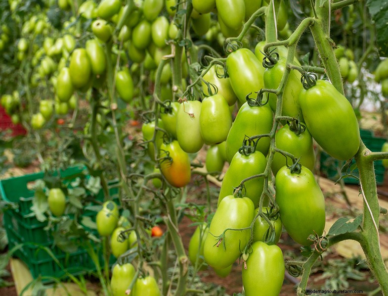 San Marzano Tomatoes: Growing, Care & Culinary Uses