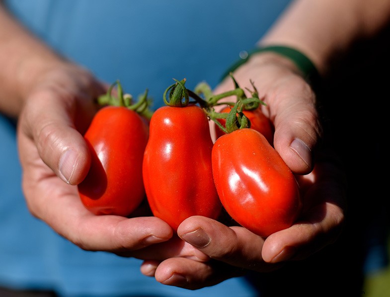 San Marzano Tomatoes: Growing, Care & Culinary Uses