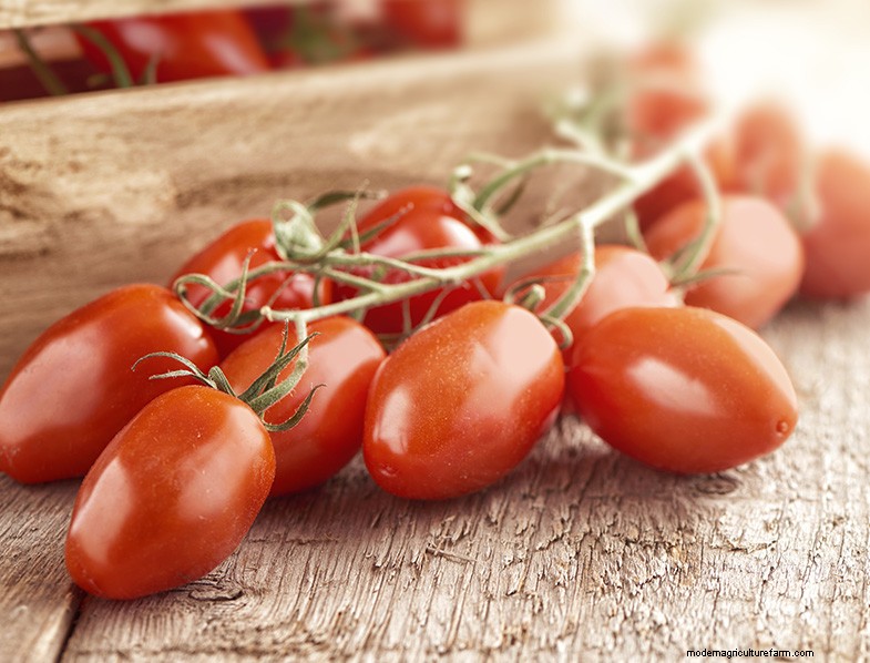 San Marzano Tomatoes: Growing, Care & Culinary Uses