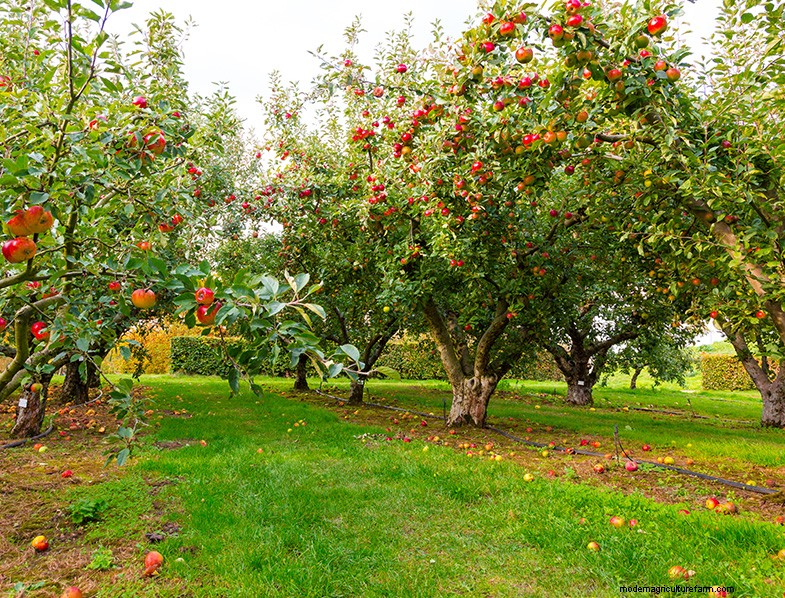 Apple Tree Growing & Care: A Complete Guide for Beginners