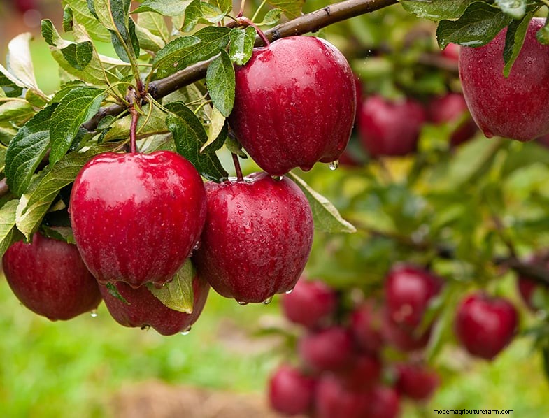 Apple Tree Growing & Care: A Complete Guide for Beginners