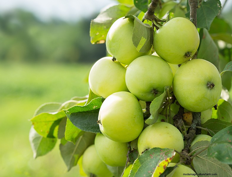 Apple Tree Growing & Care: A Complete Guide for Beginners