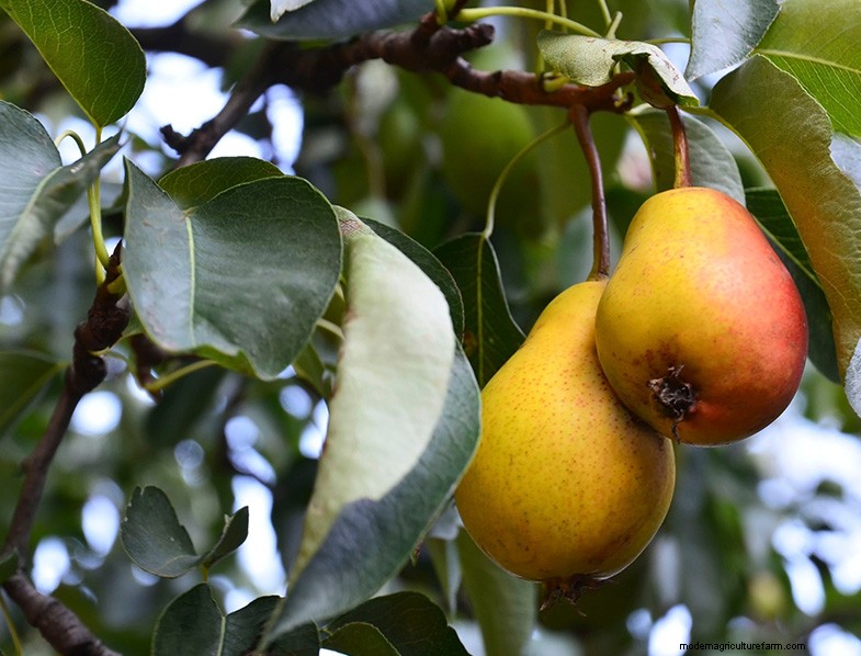 Pear Tree Growing & Care: A Complete Guide for Fruitful Harvests