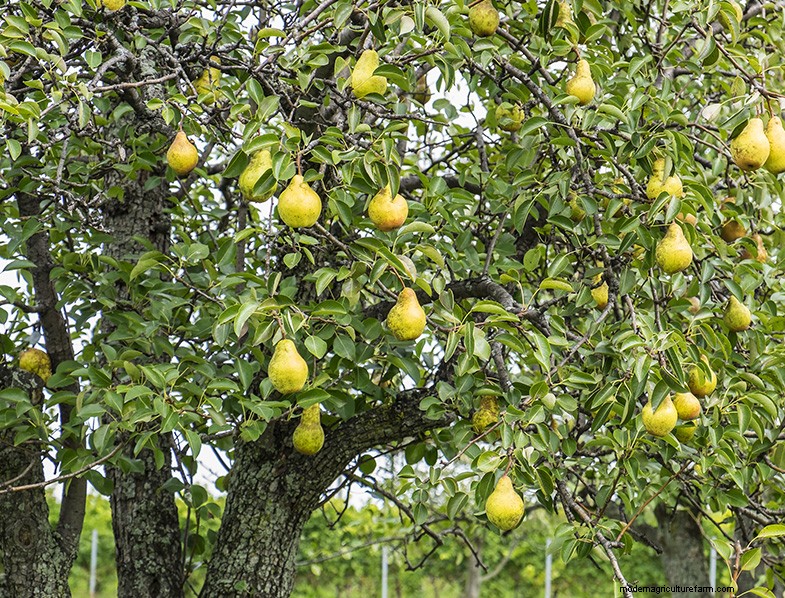 Pear Tree Growing & Care: A Complete Guide for Fruitful Harvests