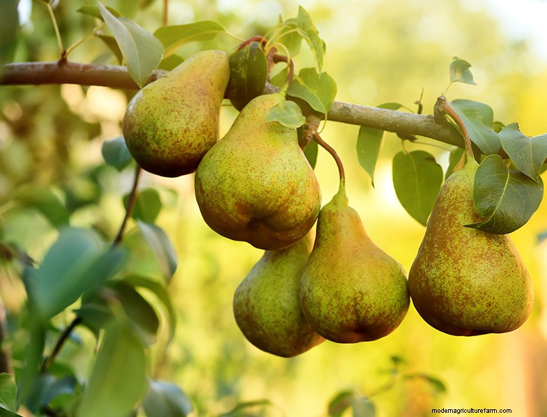 Pear Tree Growing & Care: A Complete Guide for Fruitful Harvests