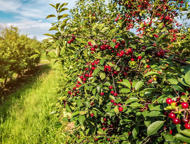 Cherry Tree Growing & Care: A Complete Guide for Beginners