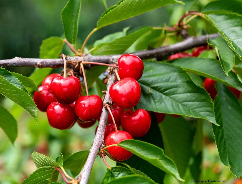 Cherry Tree Growing & Care: A Complete Guide for Beginners
