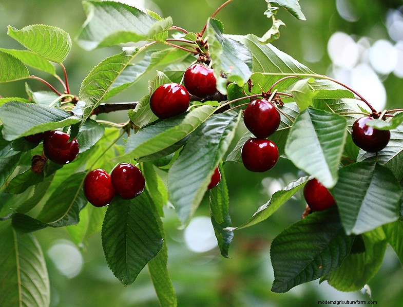 Cherry Tree Growing & Care: A Complete Guide for Beginners