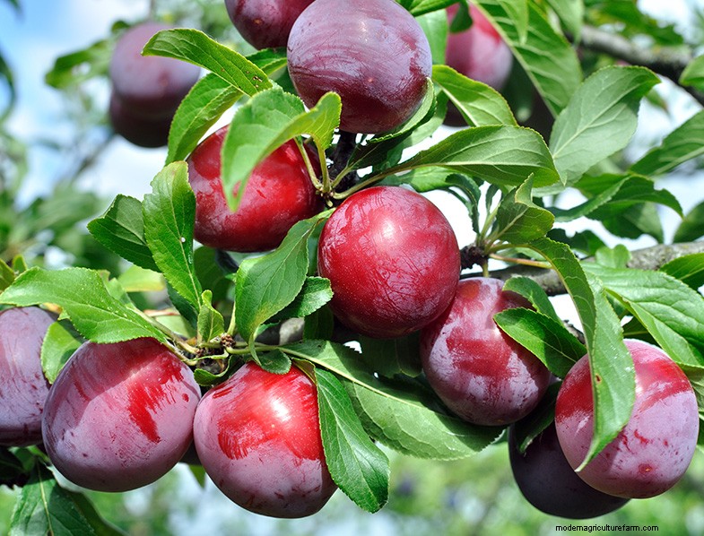 Plum Tree Growing & Care: A Complete Guide for Beginners