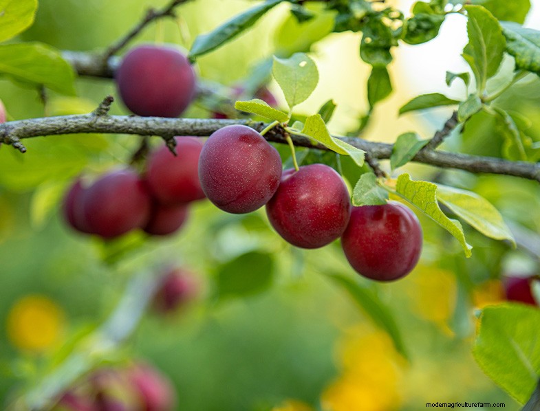 Plum Tree Growing & Care: A Complete Guide for Beginners