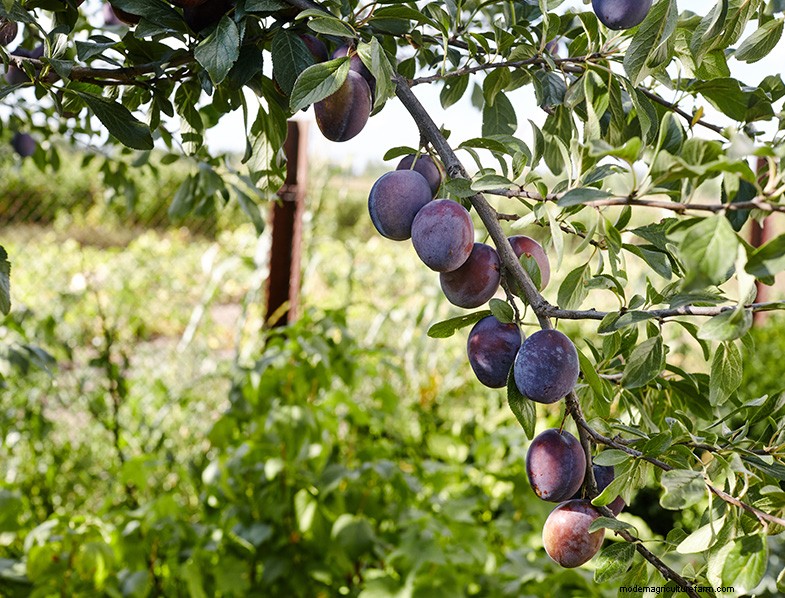 Plum Tree Growing & Care: A Complete Guide for Beginners