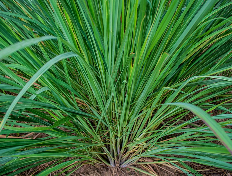 Lemongrass Growing Guide: A Comprehensive Handbook