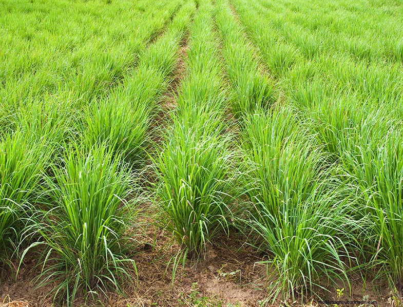Lemongrass Growing Guide: A Comprehensive Handbook