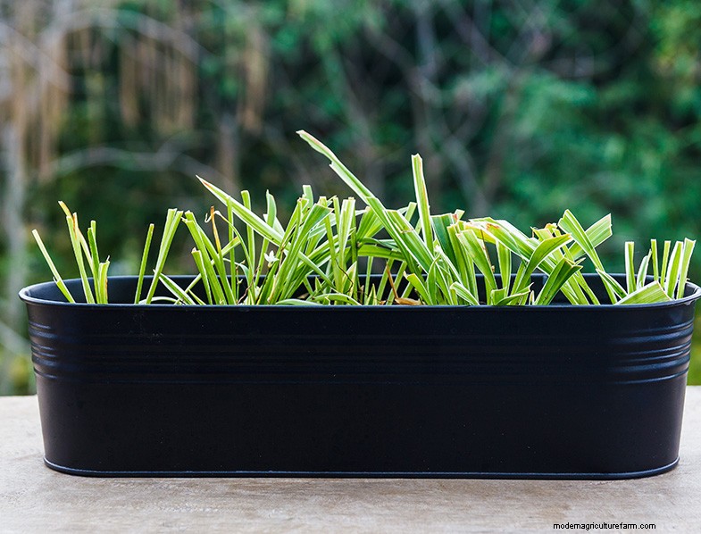 Lemongrass Growing Guide: A Comprehensive Handbook