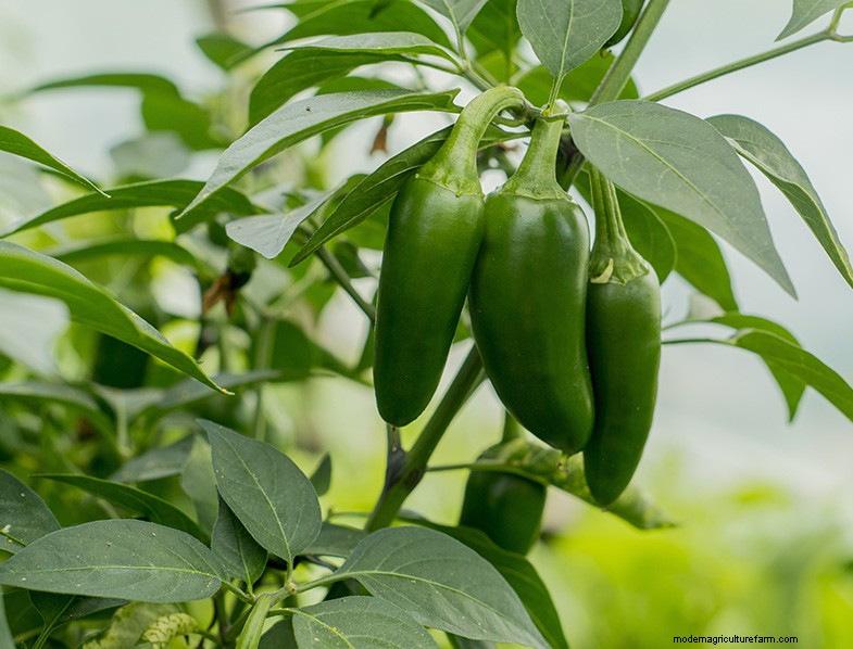 Jalapeno Growing Guide: From Seed to Harvest | [Your Brand/Website Name]