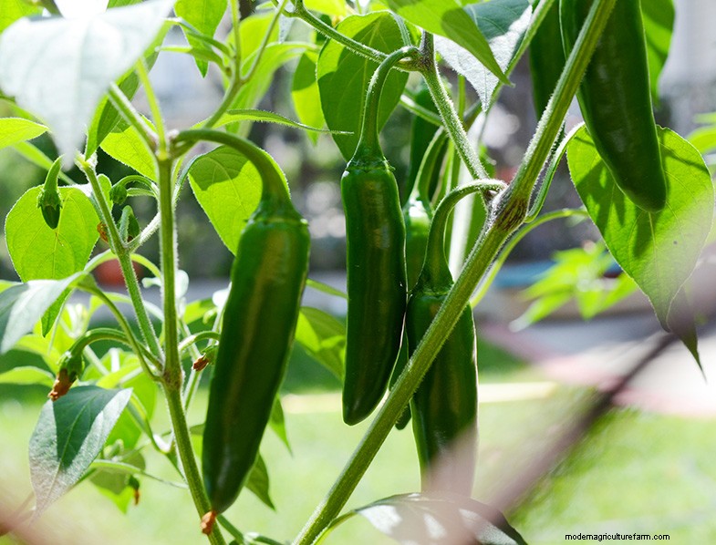Jalapeno Growing Guide: From Seed to Harvest | [Your Brand/Website Name]