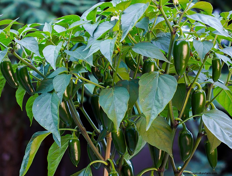 Jalapeno Growing Guide: From Seed to Harvest | [Your Brand/Website Name]