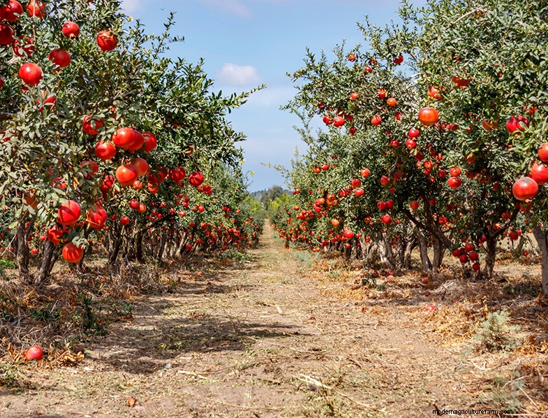 Pomegranate Tree Guide: Planting, Growing & Care - Expert Tips
