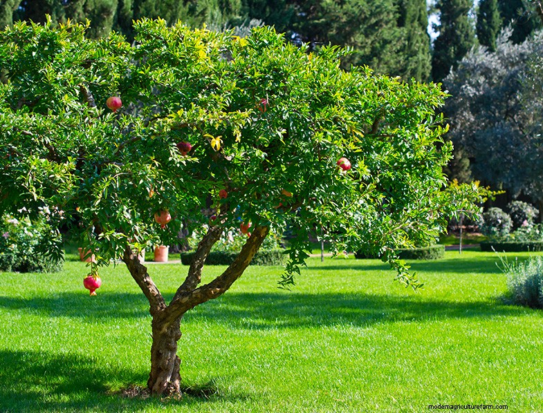 Pomegranate Tree Guide: Planting, Growing & Care - Expert Tips