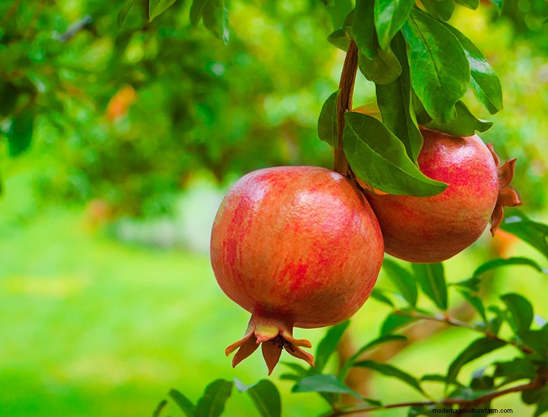 Pomegranate Tree Guide: Planting, Growing & Care - Expert Tips