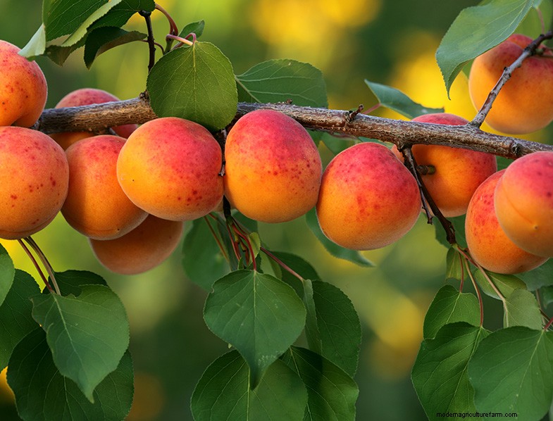 Apricot Tree Growing & Care: A Complete Guide for Home Gardens