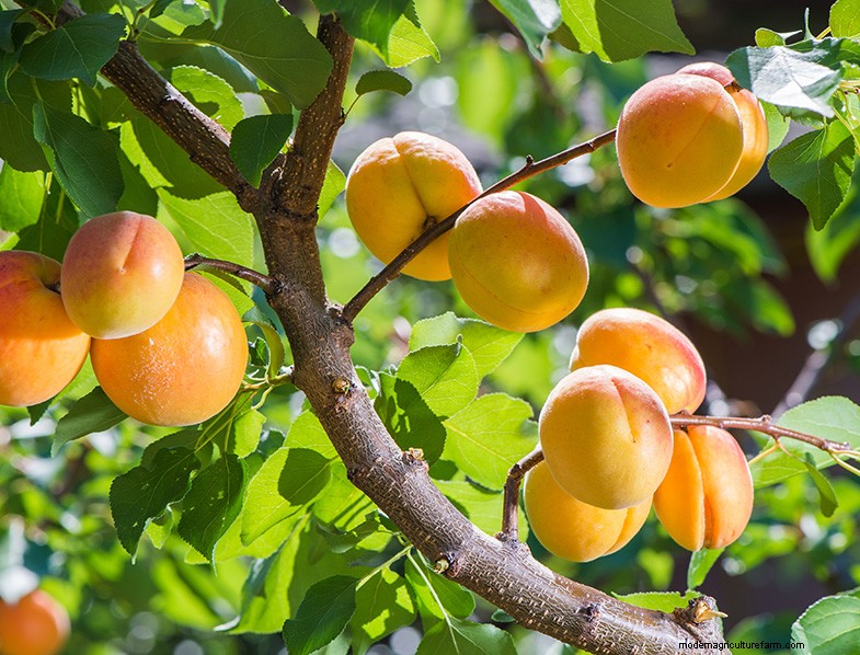 Apricot Tree Growing & Care: A Complete Guide for Home Gardens