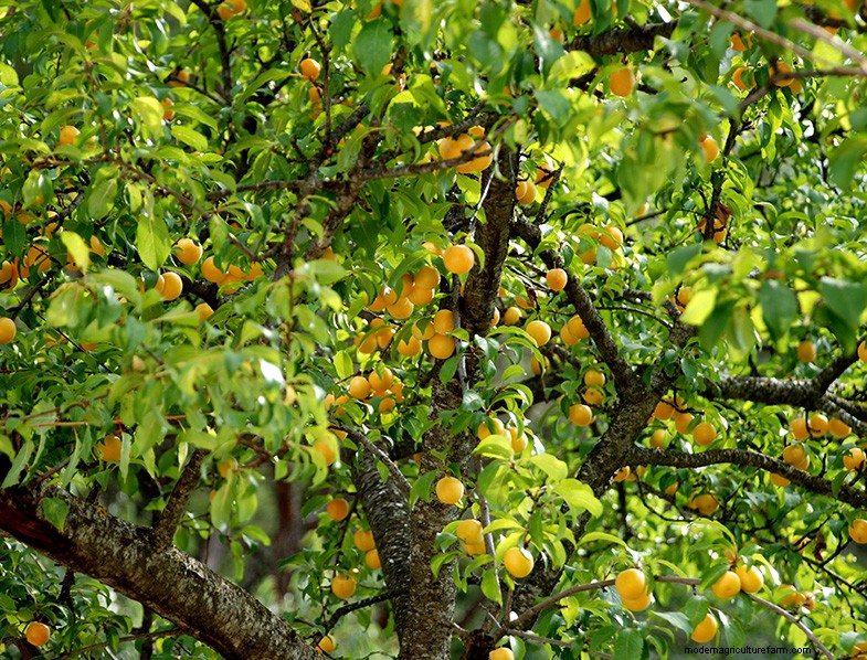 Apricot Tree Growing & Care: A Complete Guide for Home Gardens