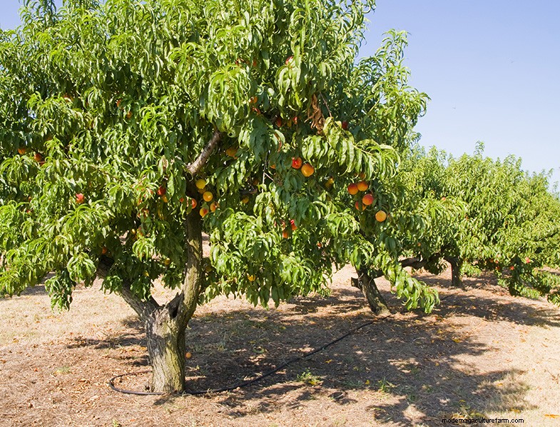 Grow Your Own Peaches: A Comprehensive Guide to Peach Tree Care