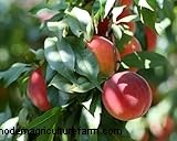 Grow Your Own Peaches: A Comprehensive Guide to Peach Tree Care