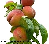 Grow Your Own Peaches: A Comprehensive Guide to Peach Tree Care