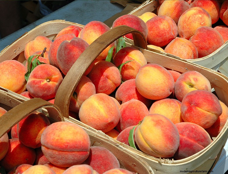 Grow Your Own Peaches: A Comprehensive Guide to Peach Tree Care