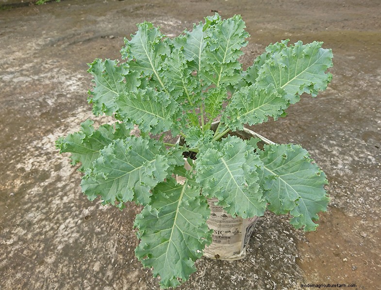 Kale Growing Guide: Cultivating & Caring for Brassica Oleracea