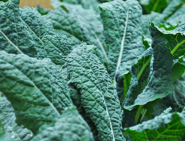 Kale Growing Guide: Cultivating & Caring for Brassica Oleracea