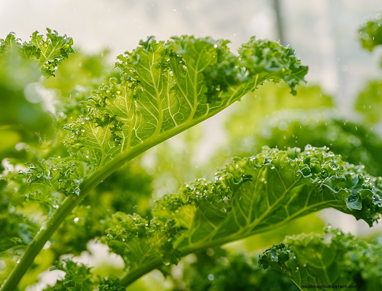 Kale Growing Guide: Cultivating & Caring for Brassica Oleracea