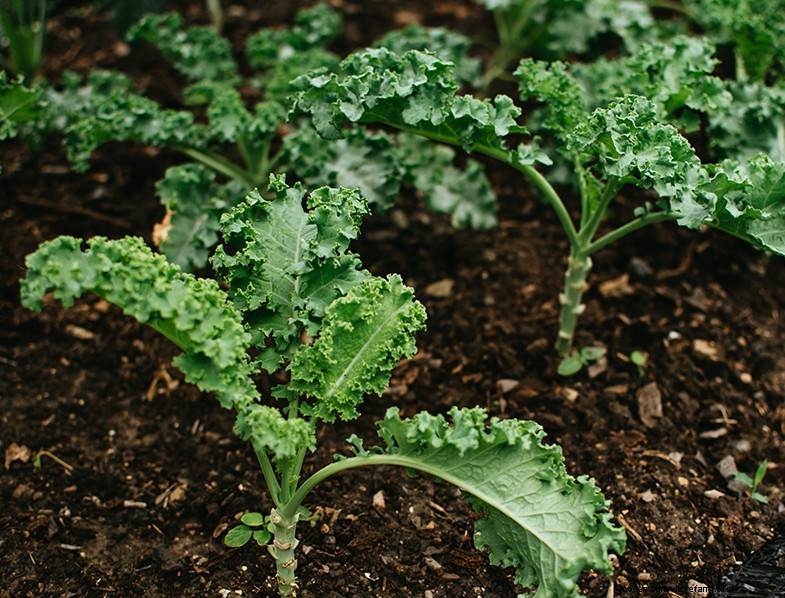 Kale Growing Guide: Cultivating & Caring for Brassica Oleracea