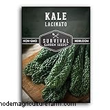 Kale Growing Guide: Cultivating & Caring for Brassica Oleracea